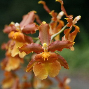 Орхидея камбрия: лучшие разновидности, уход и содержание