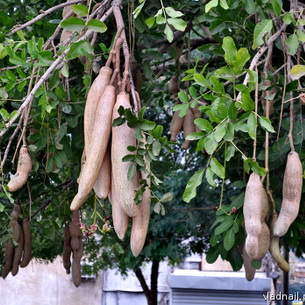 Кигелия (колбасное дерево): выращивание в домашних условиях