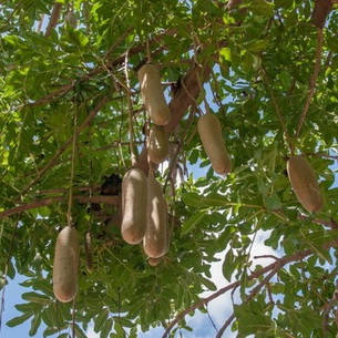 Кигелия (колбасное дерево): выращивание в домашних условиях
