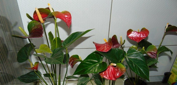 Домашний цветок антуриум