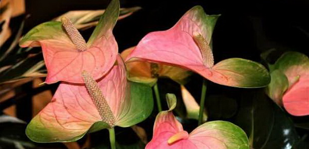 Домашний цветок антуриум