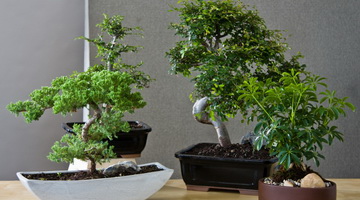 Домашнее растение бонсай