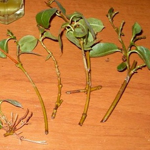 Комнатное растение клузия