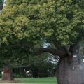 Дерево брахихитон