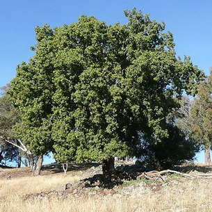 Дерево брахихитон