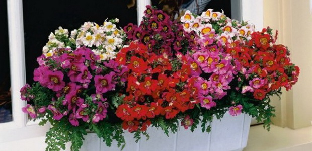 Шизантус фото цветов на клумбе