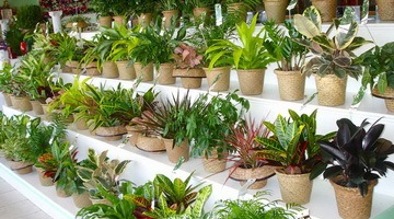 Основные группы комнатных растений