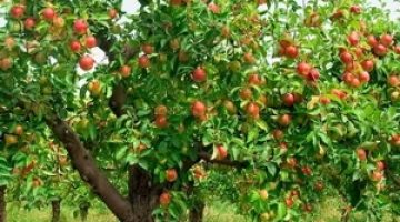 Рост и развитие плодовых деревьев