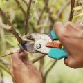 Как обрезать деревья: приемы и правила