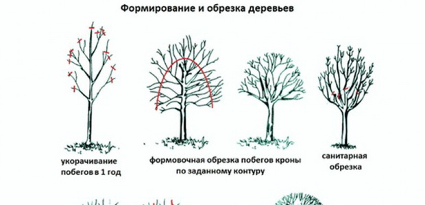 Как обрезать деревья: приемы и правила