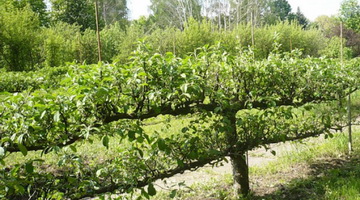 Виды обрезки плодовых деревьев