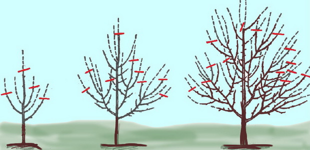 Виды обрезки плодовых деревьев