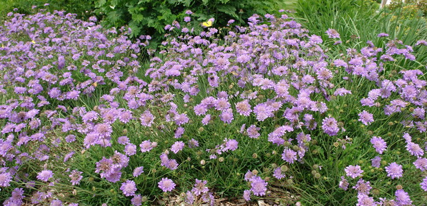 Скабиоза: особенности выращивания цветка в саду