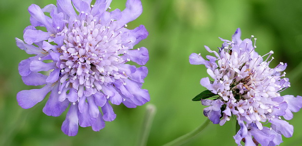 Скабиоза: особенности выращивания цветка в саду