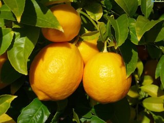 Не плодоносит лимонное дерево.