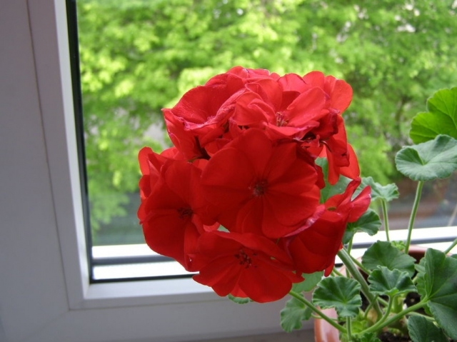 запах герани