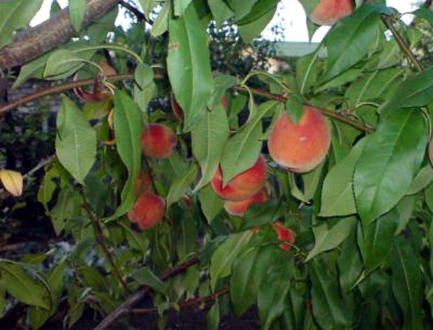 Как выглядит молодое дерево персика фото