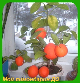 Что следует делать, чтобы не опадали листья?