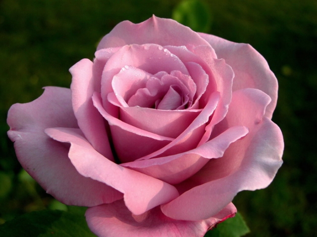 Как правильно проводить обрезку садовых роз?