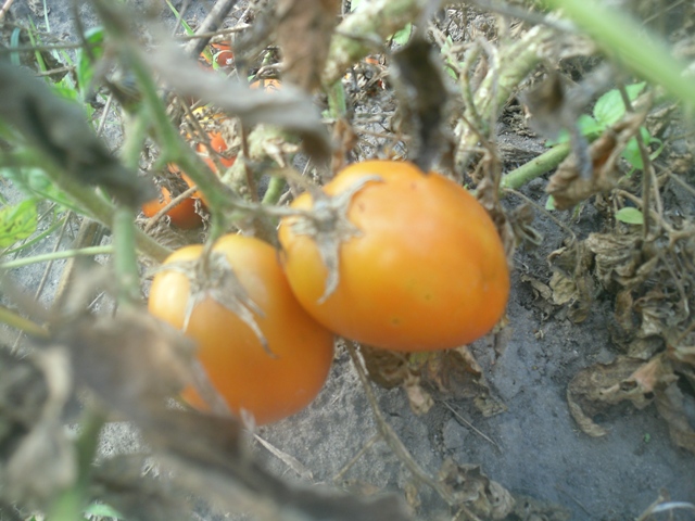 Можно вырастить помидоры в цветочных горшках?