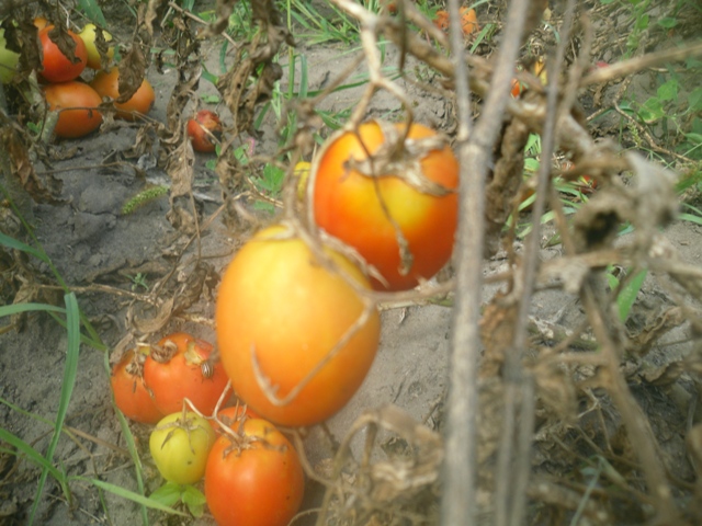 Как правильно собирать семена с помидоров?