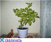 Плод лимона