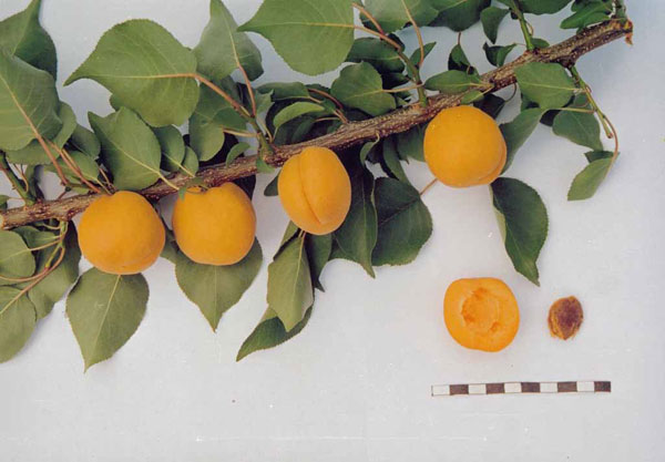 Почему абрикосы плодоносят по-разному?