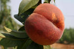 Почему перестал плодоносить персик?