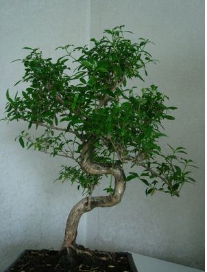 Вопрос о свойствах эвкалипта и возможности вырастить банзай-дерево эвкалипт дома