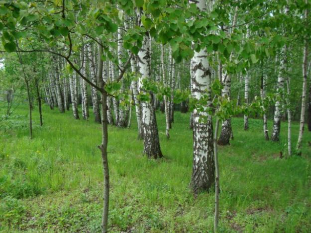 Когда нужно собирать березовый сок и можно ли его хранить?