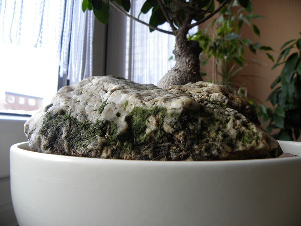 Как правильно нарастить мох на камне?