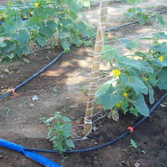 Огурцы: технология выращивания в открытом грунте