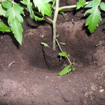 Томаты: технология выращивания в открытом грунте