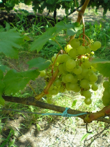 Что за прозрачные шарики появляются на винограде и нужно ли с этим бороться?